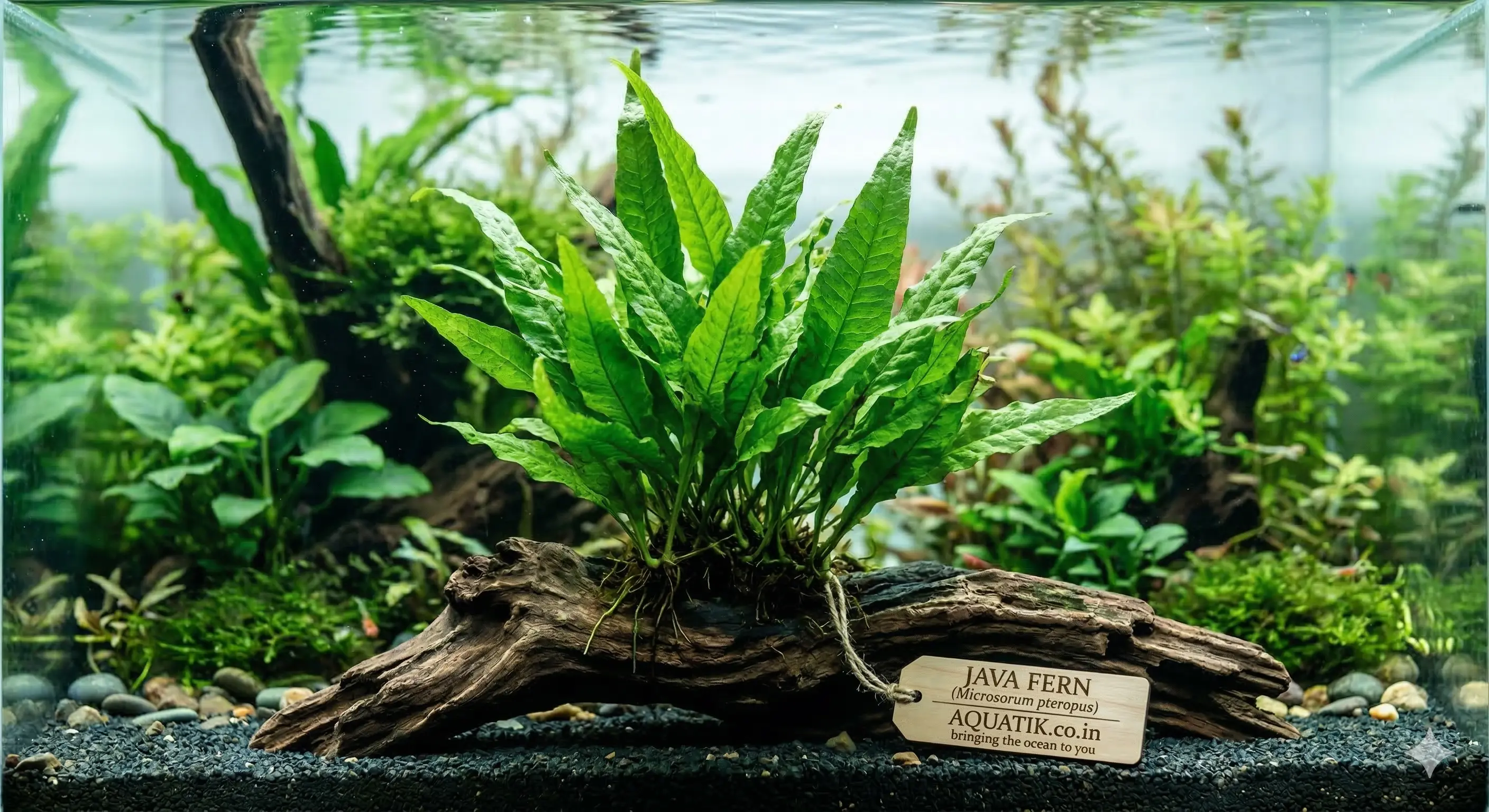 Java Fern