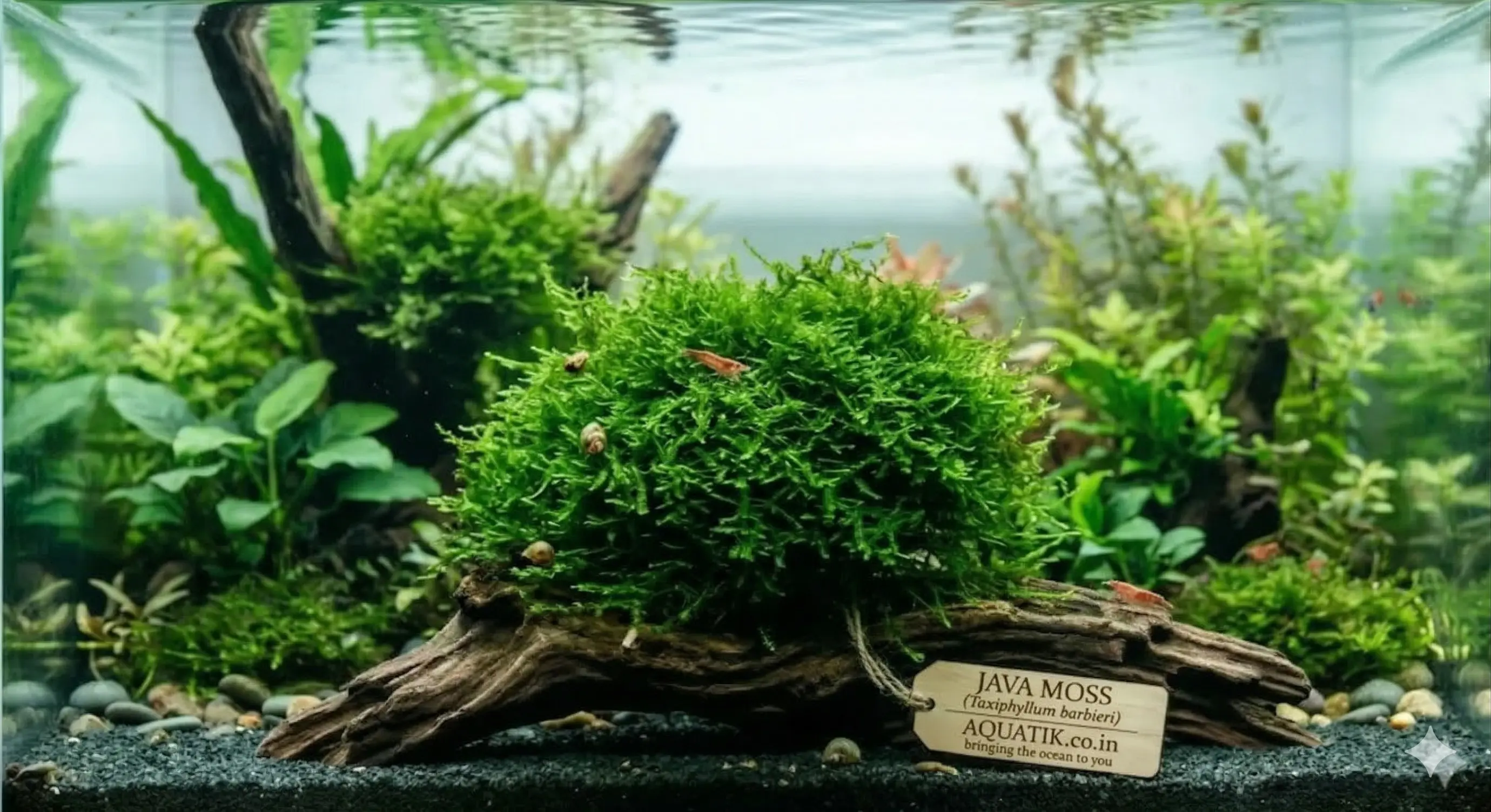 Java Moss
