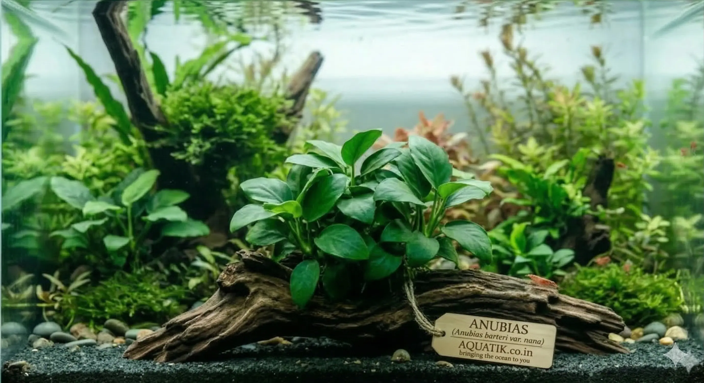 Anubias