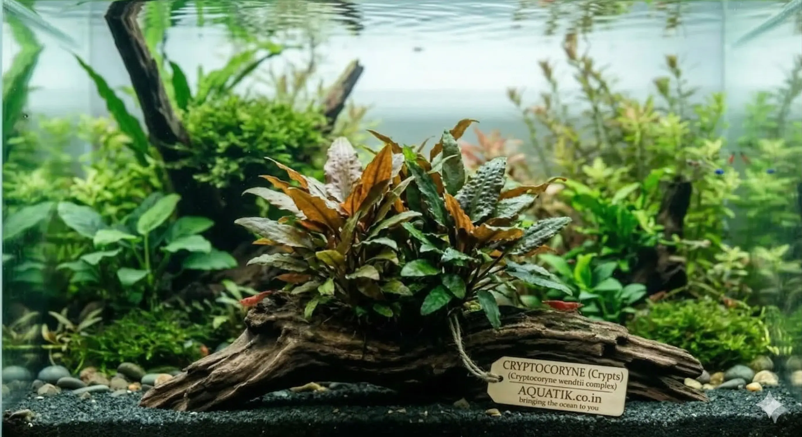 Cryptocoryne (Crypts)