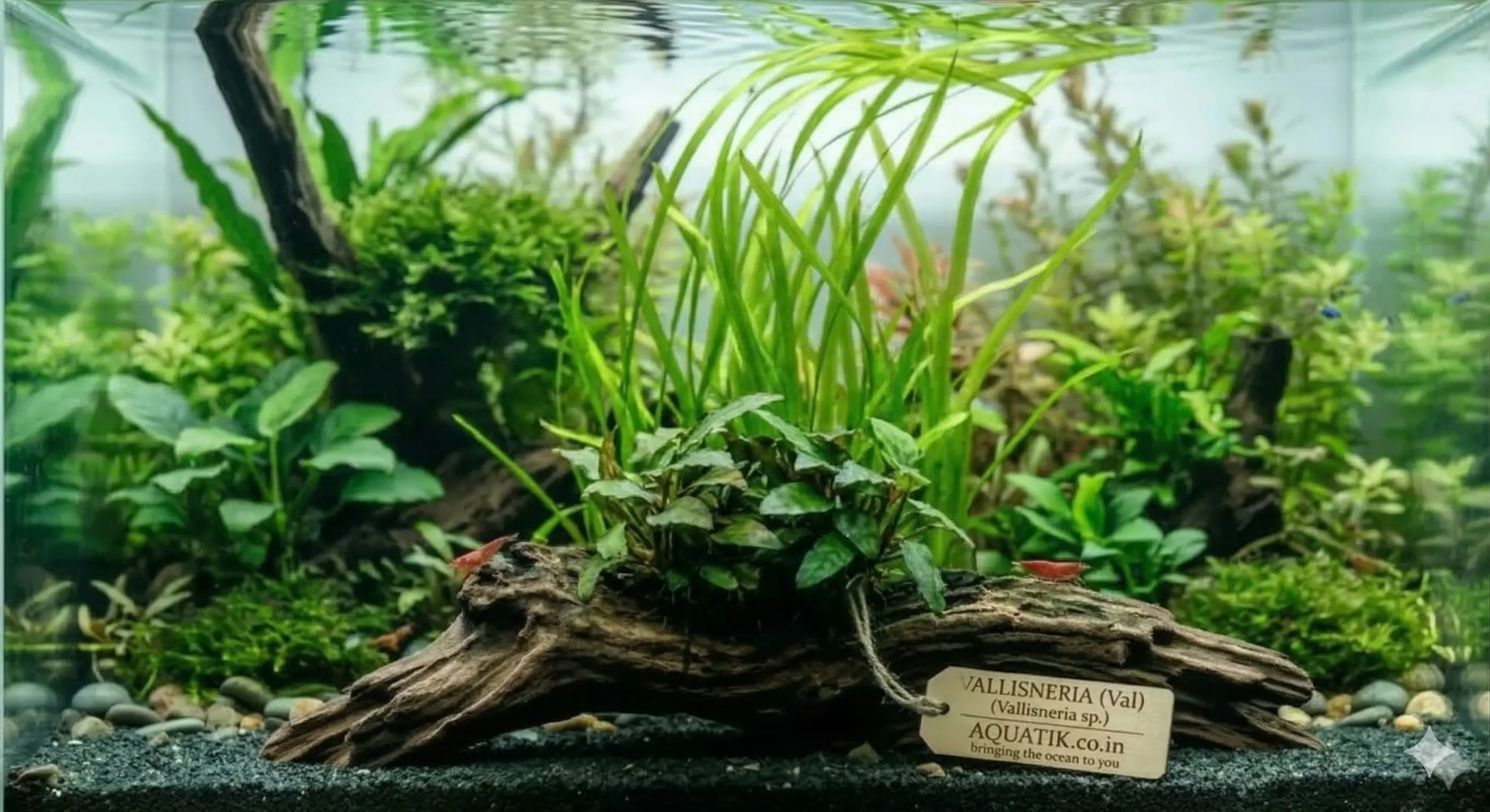 Vallisneria