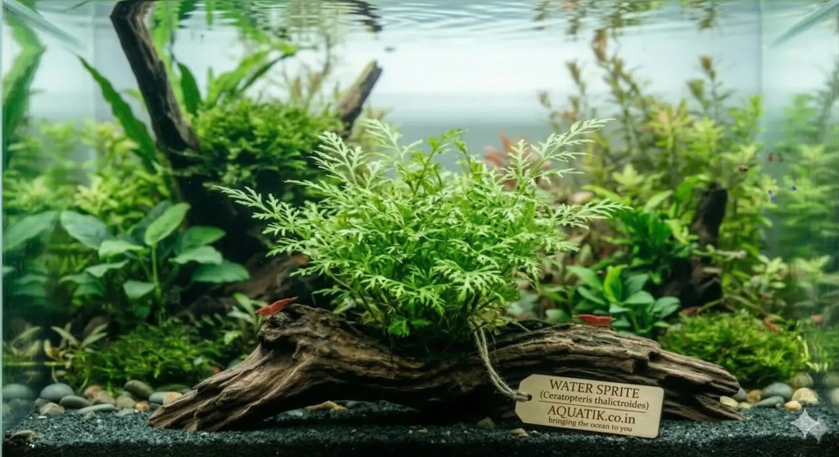 Ceratopteris Thalictroides (Water Sprite)