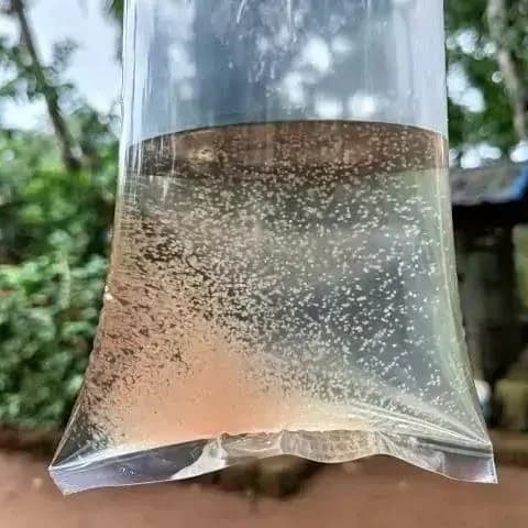 Live Dhapnia Starter Culture — Starter Culture