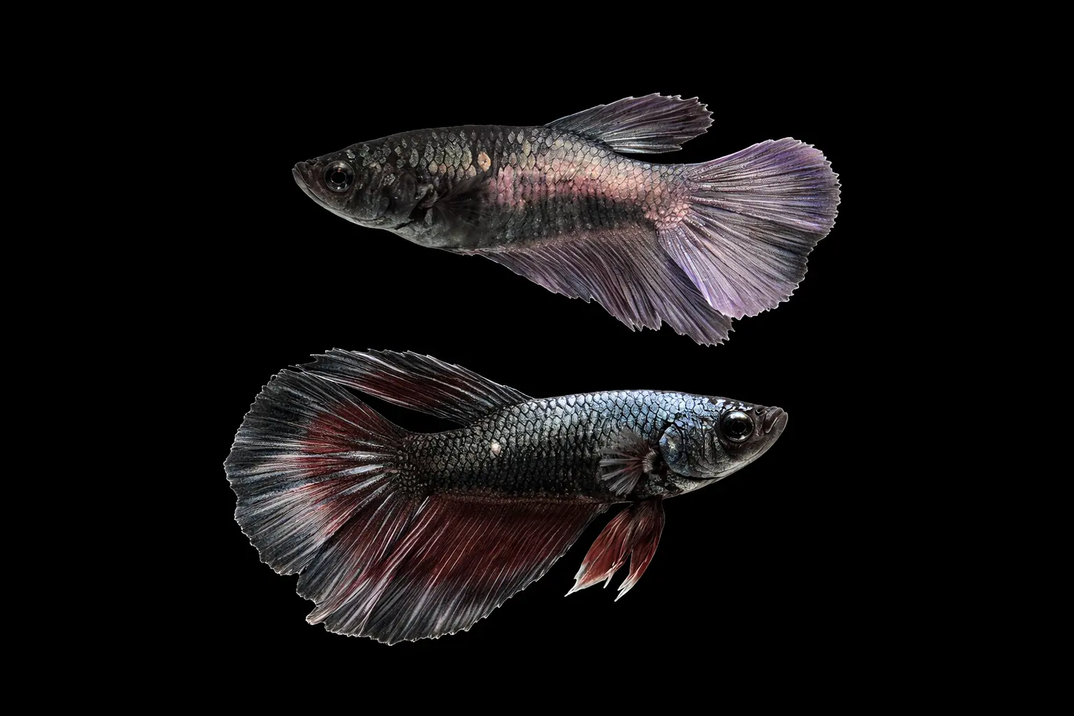Black Copper — Pair