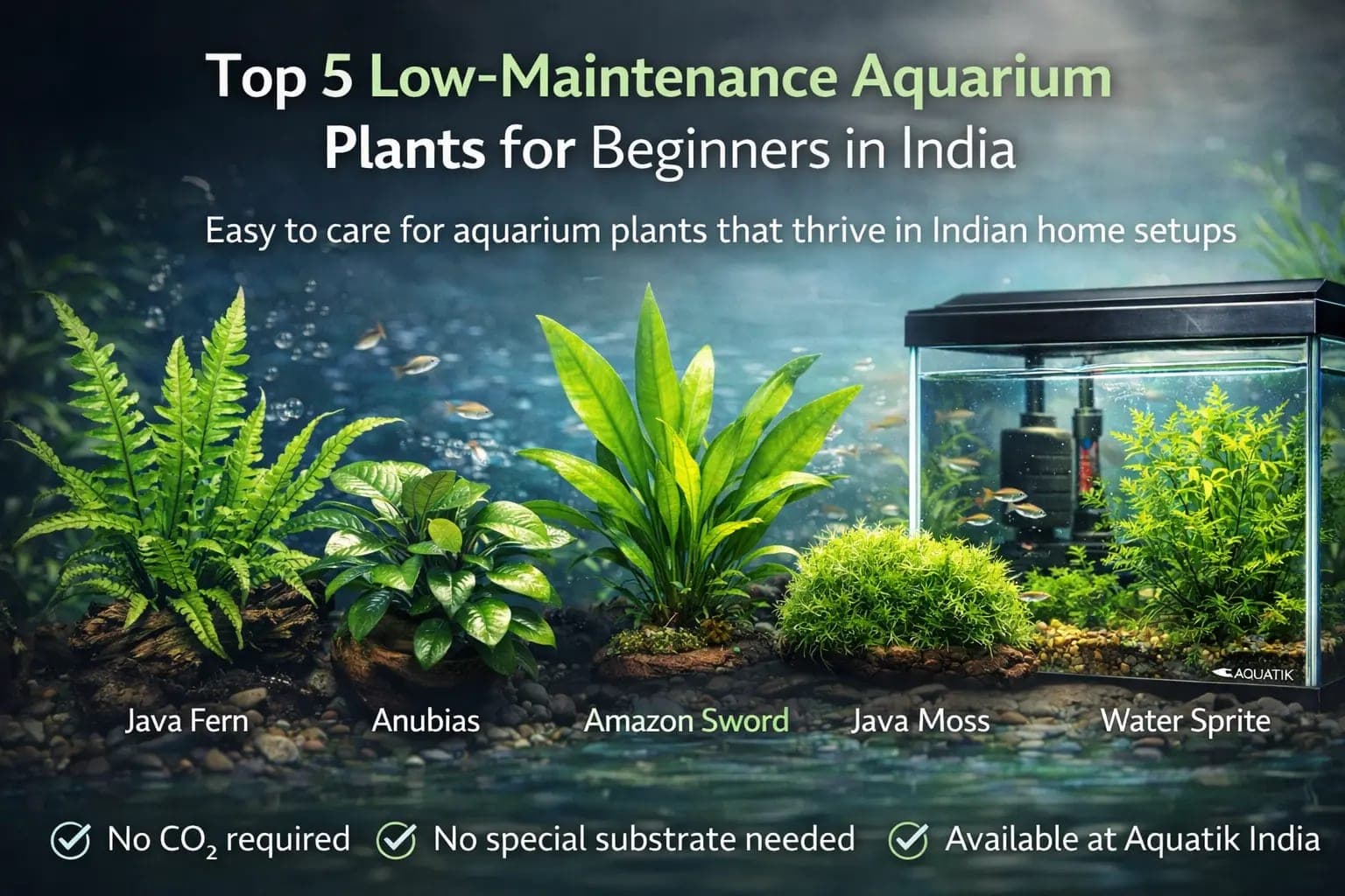 Top 5 Low-Maintenance Aquarium Plants for Beginners in India